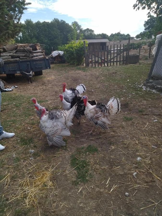 Agriturismo Masseria Testa Ciruglio Villa Jelsi Bagian luar foto